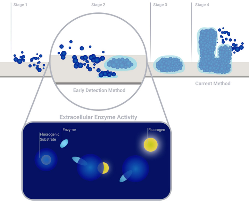 Early biofouling detection research using fluorescence-based extracellular enzyme activity gave promising results